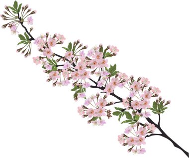 Pembe tomurcuklu yalıtılmış bahar dalı