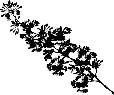 Çiçekli sakura dalının silueti.