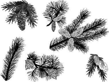  Siyah çam dalları beyaza izole edilmiş.