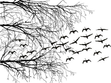 Beyaz üzerinde siyah çıplak dallar ve uçan kuğular.