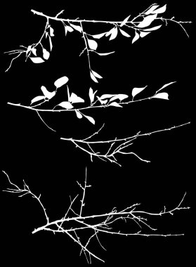 Siyah üzerine üç bahar ağacı dalı