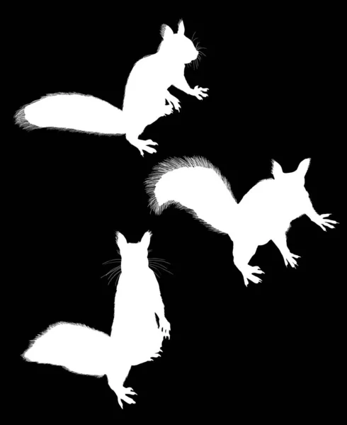 Three white isolated squirrels — Stock Vector