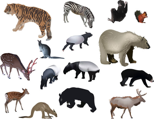 fifteen color animals on white background