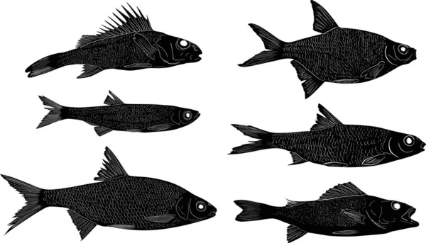 Zestaw sześciu szkiców ryb słodkowodnych na białym — Wektor stockowy