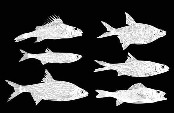 Sada šesti náčrtků sladkovodních ryb na černém — Stockový vektor