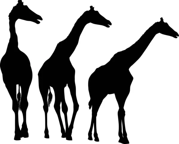 Isoliert drei Giraffen schwarze Silhouetten — Stockvektor