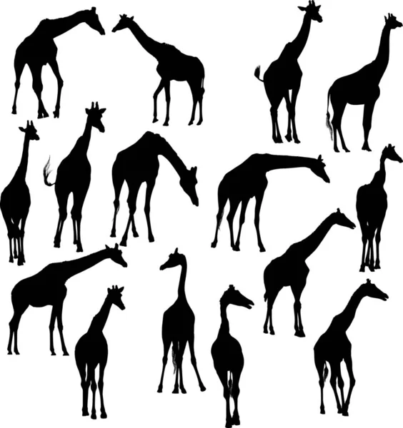 Fifteen giraffe silhouettes isolated on white — Stock Vector