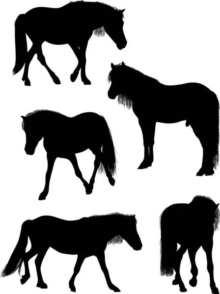 Five black horses on white — Stock Vector