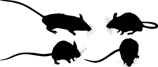 Zestaw czterech myszy izolowanych na białym — Wektor stockowy