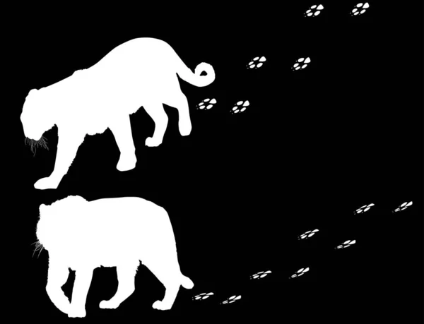 Deux silhouettes de tigre et des traces isolées sur noir — Image vectorielle