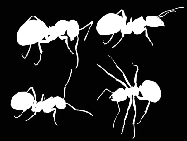 Four white isolated ant silhouettes — Stock Vector