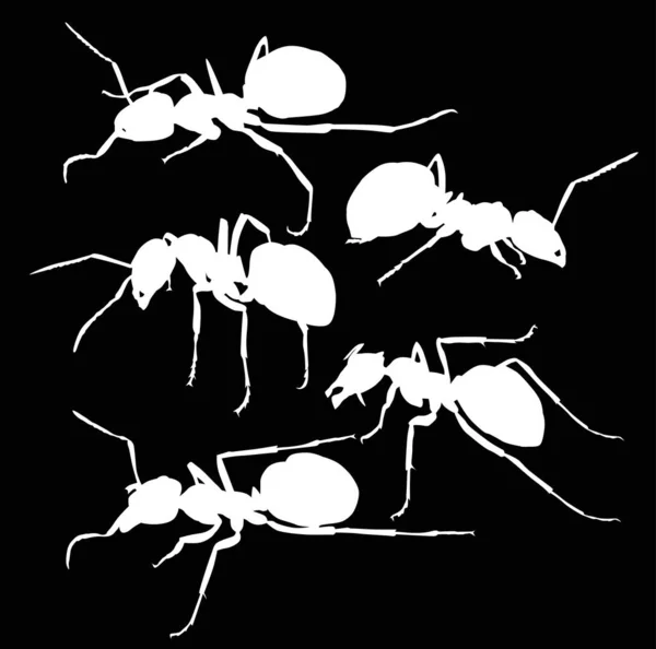 Five white isolated ants — Stock Vector