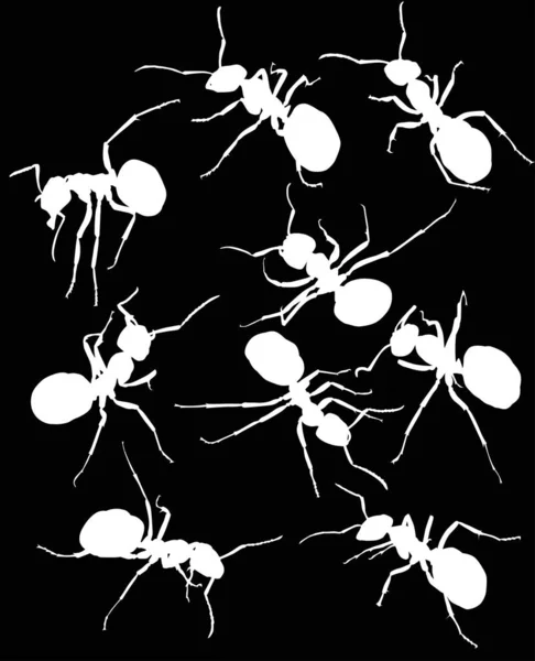 Nine white isolated ant silhouettes — Stock Vector