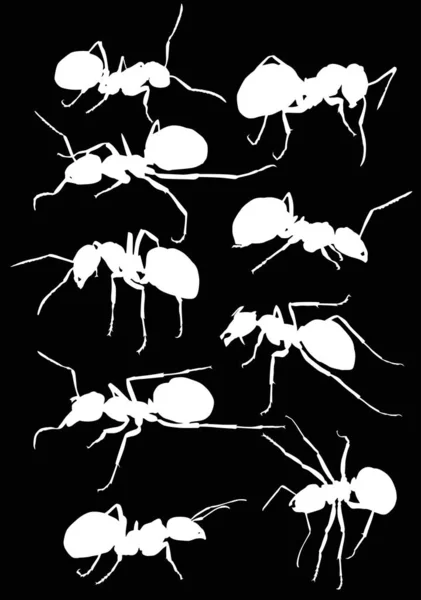 Izole edilmiş dokuz beyaz karınca silueti — Stok Vektör
