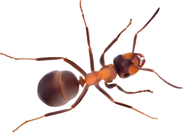 Ligth brown single ant isolated on white — Stock Vector