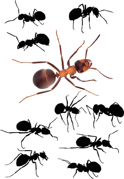 Ten ants isolated on white — Stock Vector