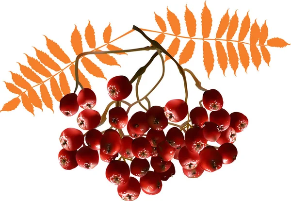 用白色的红莓作插图 — 图库矢量图片