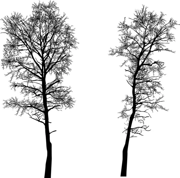 Kleine twee kale geïsoleerde boom zwarte silhouetten — Stockvector