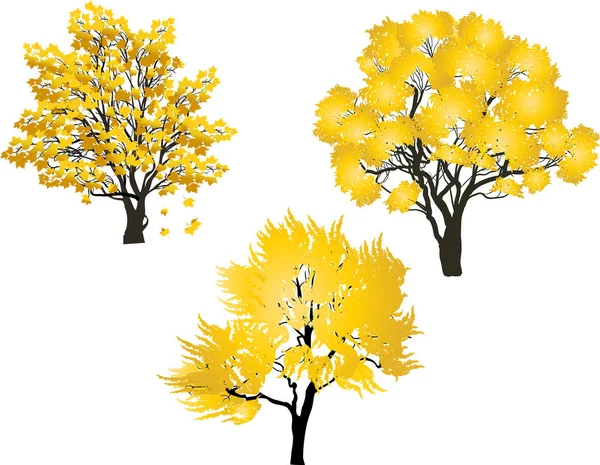 Trois arbres jaunes d'automne isolés sur blanc — Image vectorielle