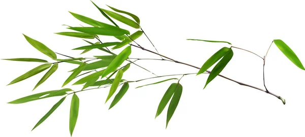 Illust com ramo de bambu verde exuberante — Vetor de Stock
