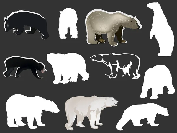 Elf Bären auf grau — Stockvektor