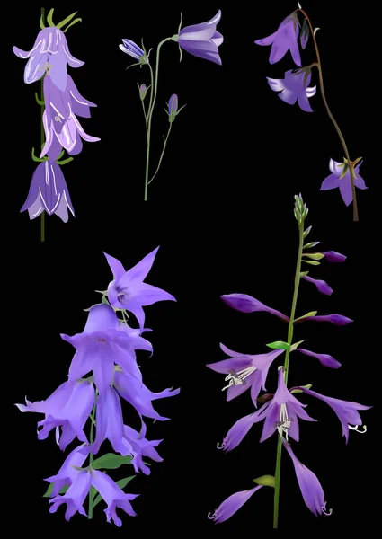 Cinco flores de sino lilás isoladas em preto — Vetor de Stock