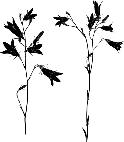 Deux croquis de fleurs de campanules noires sur blanc — Image vectorielle