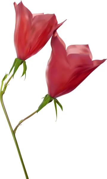 Dos flores de campanilla roja ilustración — Archivo Imágenes Vectoriales
