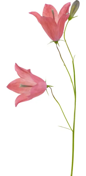 Två rosa campanula blommor och knopp — Stock vektor