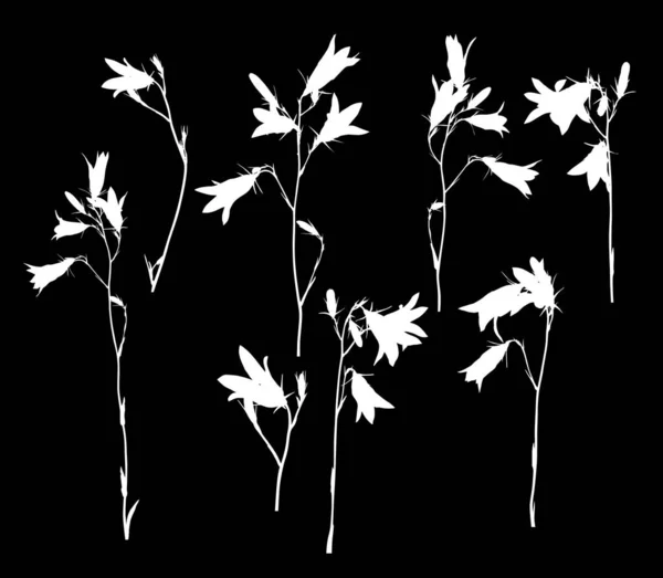 Osiem białych kwiatów campanula na czarno — Wektor stockowy