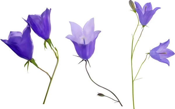 Três flores campanula azuis isoladas em branco — Vetor de Stock