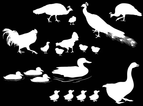 Silhouettes de aves recién nacidas y adultas aisladas en negro — Vector de stock