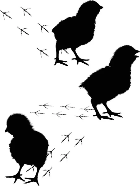 Tre svarta nyfödda kycklingar med spår — Stock vektor