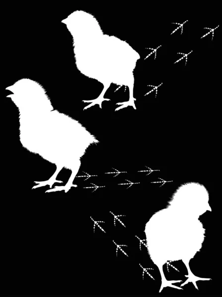 Three white newborn chickens with tracks — Stock Vector