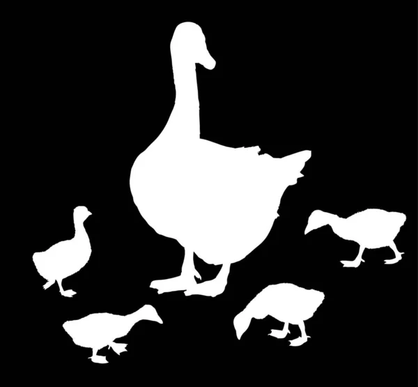 Newborn gosling near large goose on black — Stock Vector