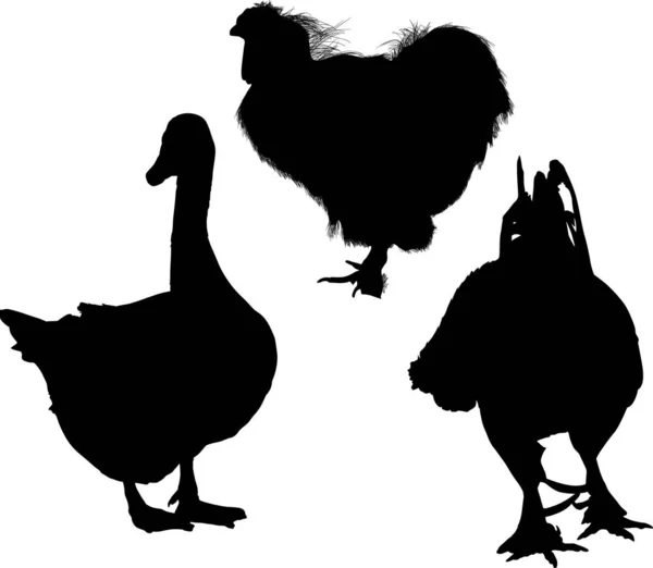 Gans en twee hanen zwarte silhouetten — Stockvector