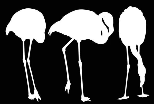 Set of three flamingo silhouettes isolated on black — Stock Vector