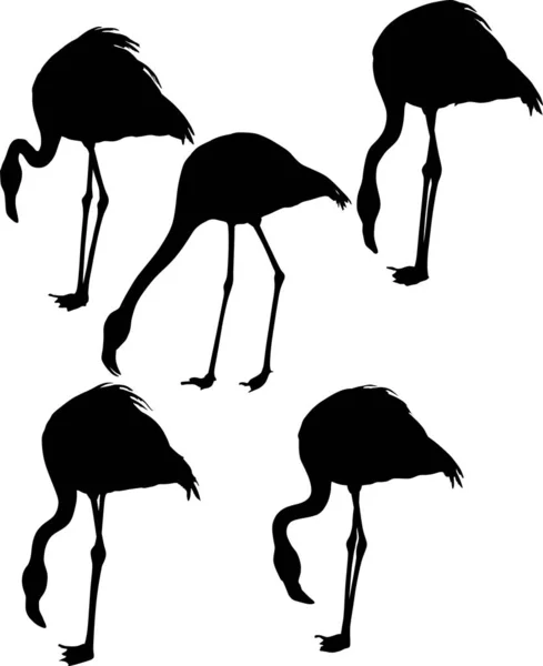 Conjunto de cinco silhuetas flamingo isoladas em branco — Vetor de Stock