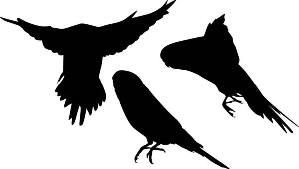Tre piccoli pappagalli nero silhouettes collezione — Vettoriale Stock
