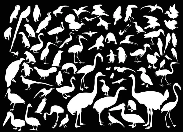 Large set of different bird silhouettes on black — Stock Vector