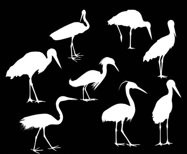 Eight storks and herons isolated on black — Stock Vector
