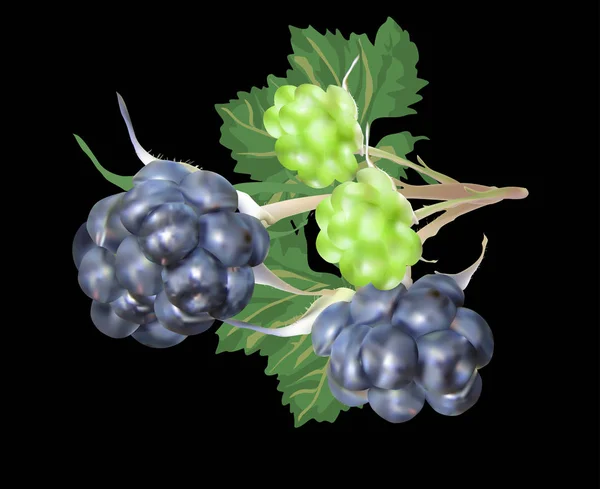 Moras maduras y verdes aisladas en negro — Vector de stock