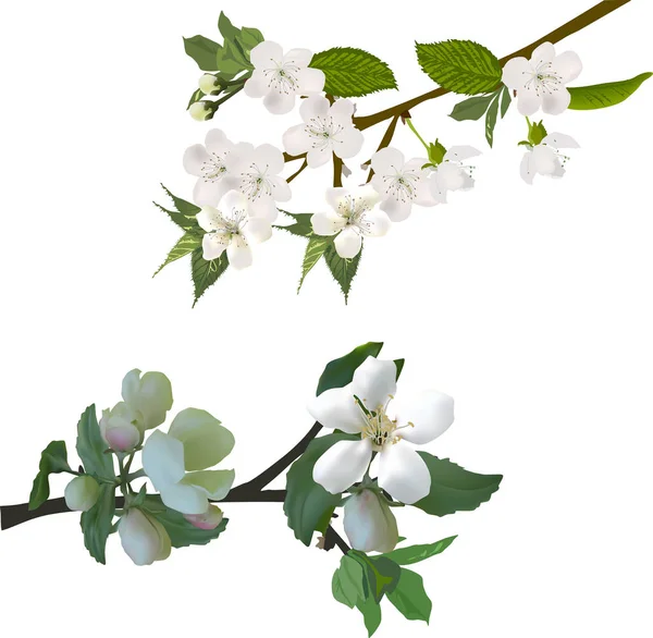 Frühlingskirsch- und Apfelbaumblüten — Stockvektor