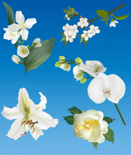 Set of white flowers on blue background — Stock Vector