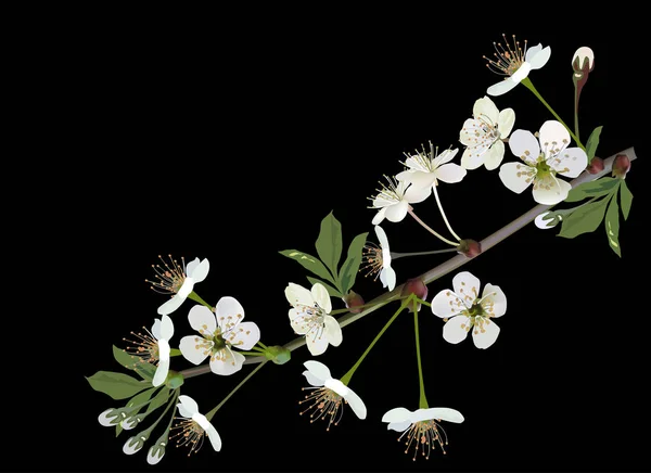 Bianco primavera lussureggiante fioritura ramo ciliegio su nero — Vettoriale Stock