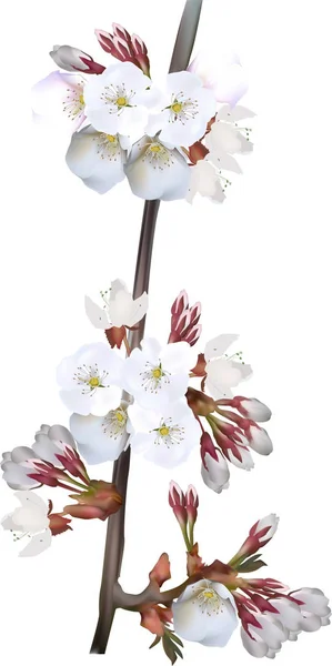 흰색 외딴곳에 있는 봄 나무가 꽃을 피우는 가지 — 스톡 벡터