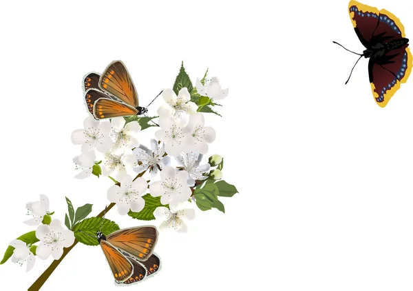Rama floreciente del árbol de primavera y mariposas marrones — Archivo Imágenes Vectoriales