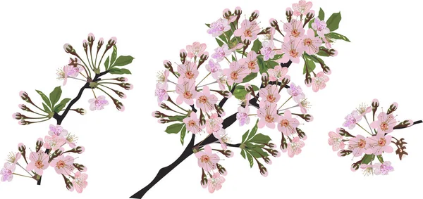 Пружина изолированы три ветви с розовыми бутонами — стоковый вектор
