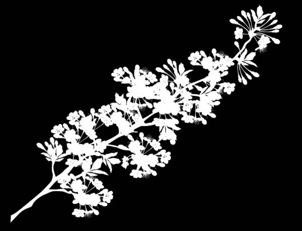 Silhouet van witte bloesem sakura tak — Stockvector