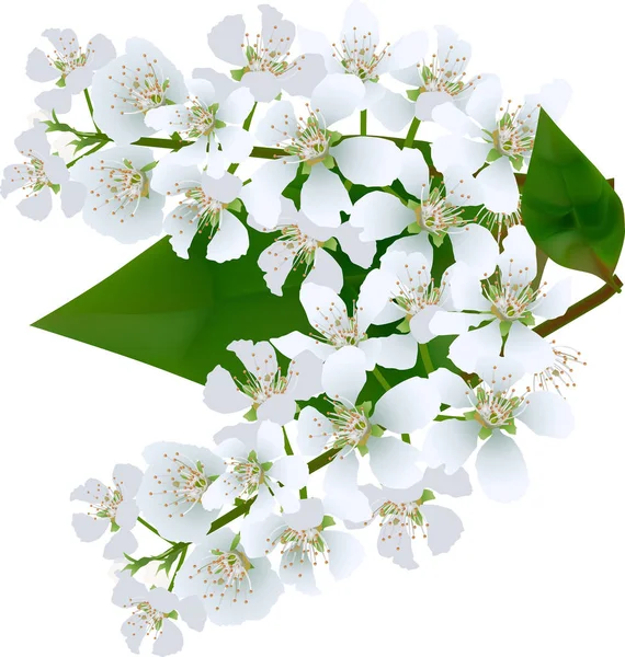 小さな白い孤立した春の木が咲き — ストックベクタ